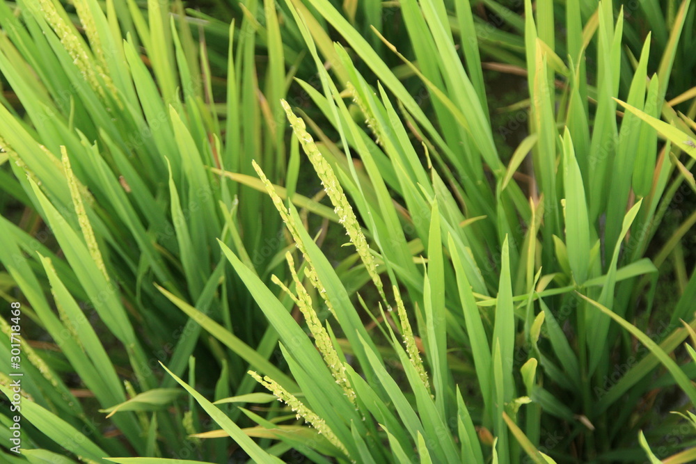 green grass with water drops green grass with water drops