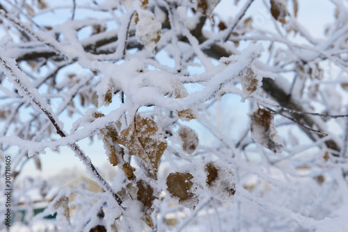 Tree branches with frozen leaves covered with hoarfrost