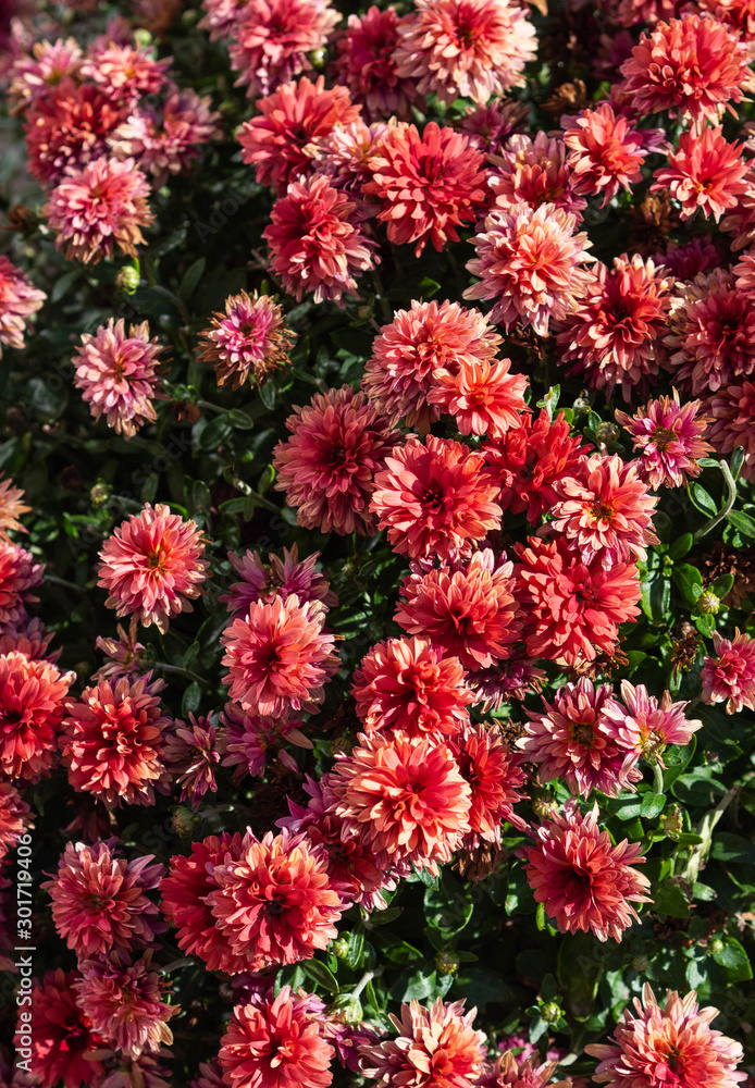 Flowering Red chrysanthemums in autumn garden. Background with blossoming a chrysanthemums. Flowering Red chrysanthemums in autumn garden. Background with blossoming a chrysanthemums.