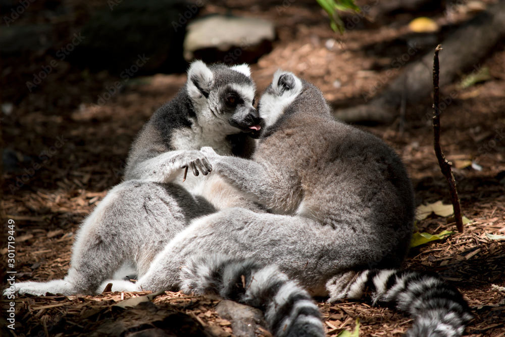 the ring tailed lemurs are preening each other