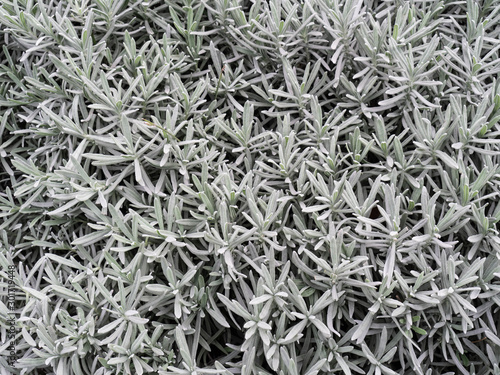 Background of grey lavender leaves