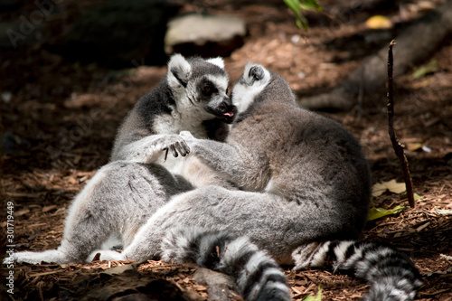 the ring tailed lemurs are preening each other