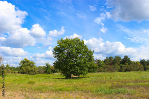 The large oak tree grows on the outskirts of the forest. The end of summer in the Moscow region  a sunny day in nature.