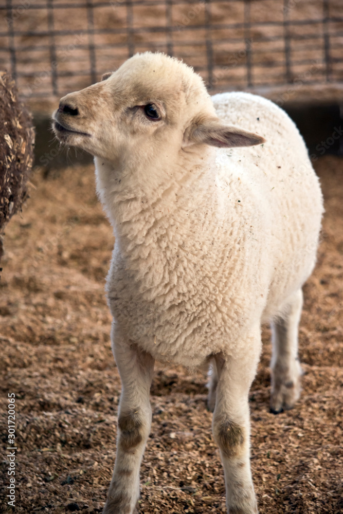 Fototapeta premium the lamb is in a pen
