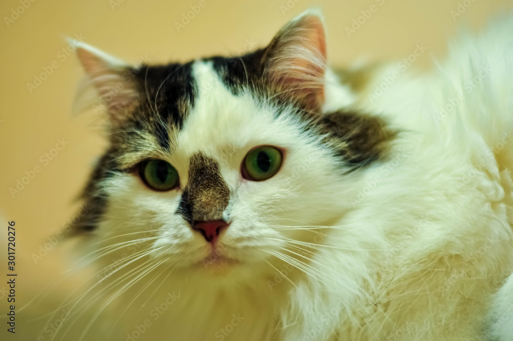 fluffy Siberian multi-colored cat with green eyes and a dark nose on a light background