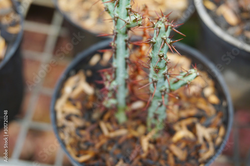 Adromischus cactus.  green cactus isolated on blur background. close up green cactus. Close up succulent plants on green background, succulents isolated.  photo