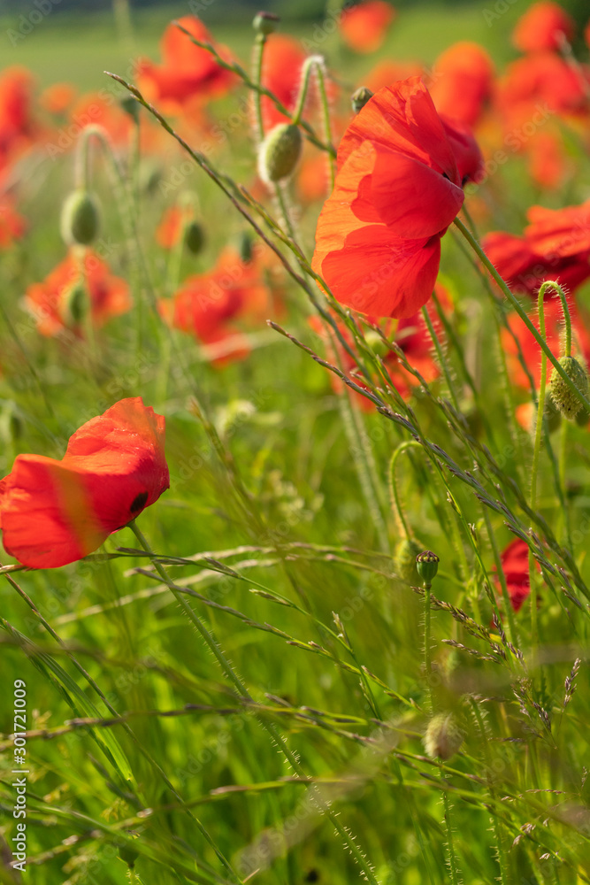 Fototapeta premium Poppies growing in a field