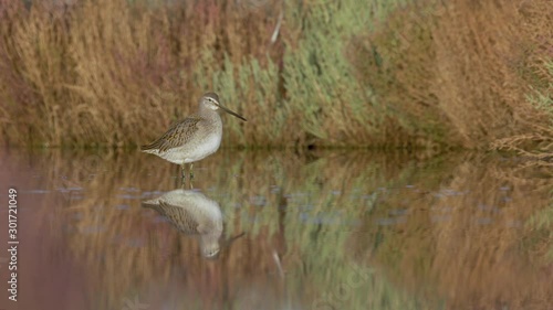 Long-billed Dowitcher feeding in shallow waters with reflection and beautiful background - Limnodromus scolopaceus 4K UHD footage photo