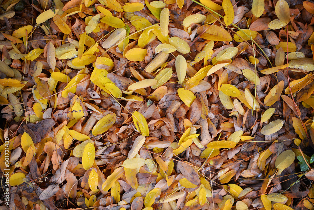 Yellow leaves of acacia tree in autumn