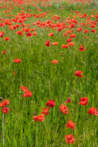 Poppies growing in a field