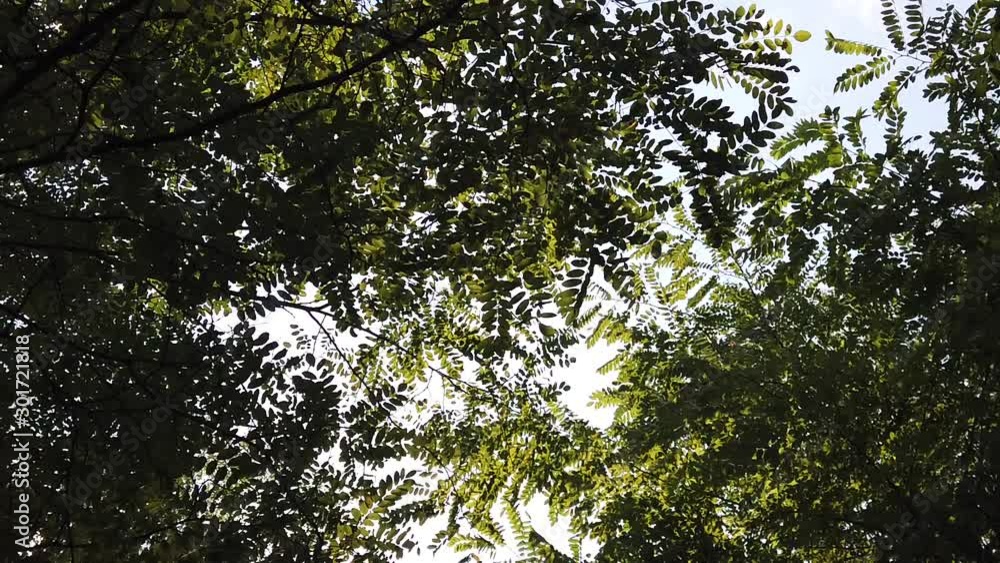 The wind that crosses the forest clearing, and the leaves crossed by the rays of the sun. The wind that crosses the forest clearing, and the leaves crossed by the rays of the sun.