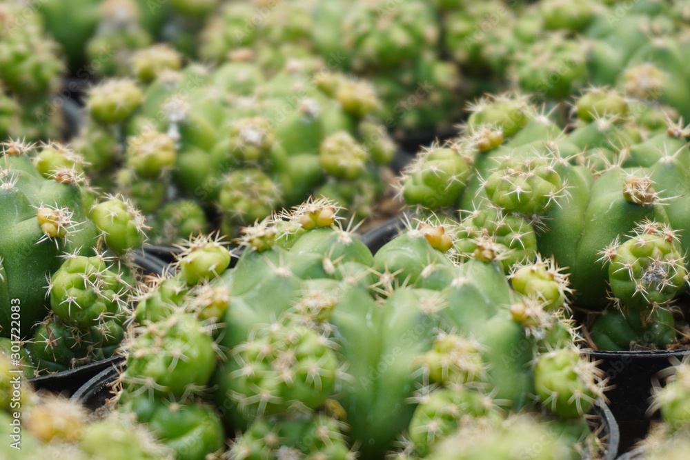 Isolated cactus on blur background. close up cactus coral. Green cactus floral botanical flower. Close up succulent plants , green succulents isolated. coral cactus. Cactaceae. Isolated cactus on blur background. close up cactus coral. Green cactus floral botanical flower. Close up succulent plants , green succulents isolated. coral cactus. Cactaceae.