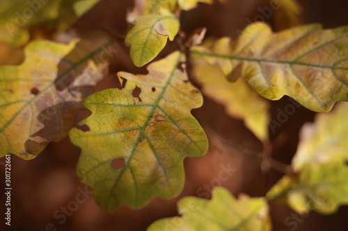 yellow oak leaves in the forest closeup