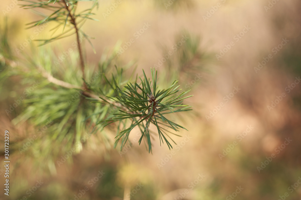 green pine branch on a background of sky and forest green pine branch on a background of sky and forest