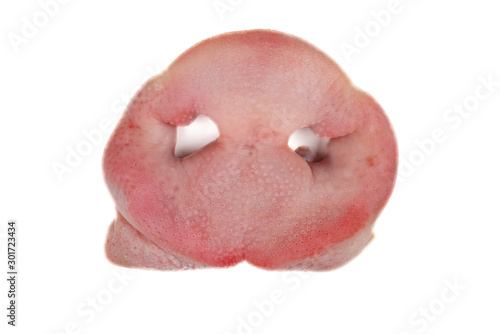 Raw pig snout isolated on white background