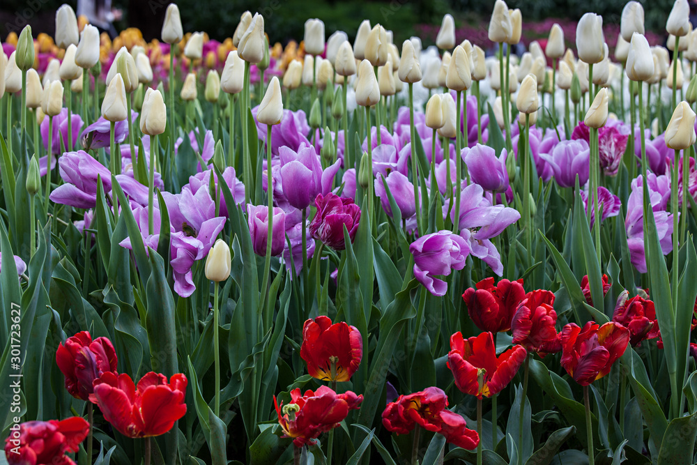 Tulips Tulips