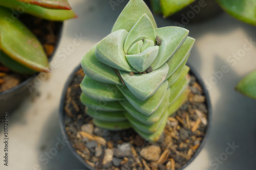 Adromischus cactus. green cactus isolated on blur background. close up green cactus. Close up succulent plants on green background, succulents isolated. 