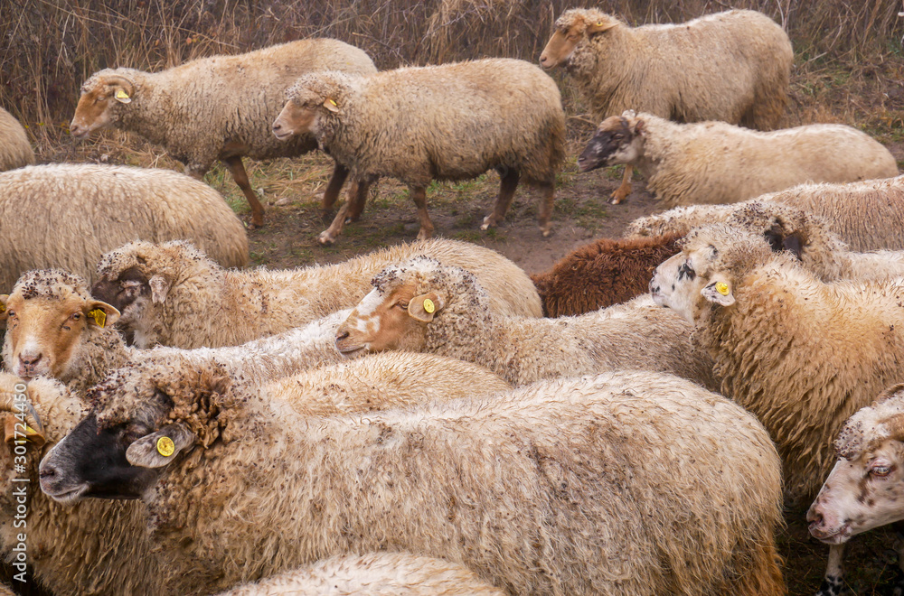Flock of purebred sheeps are herded on dirt road for watering at late autumn. Flock of purebred sheeps are herded on dirt road for watering at late autumn.