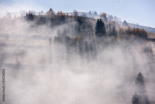 Beautiful morning landscape with trees in the fog. Autumn Landscape .