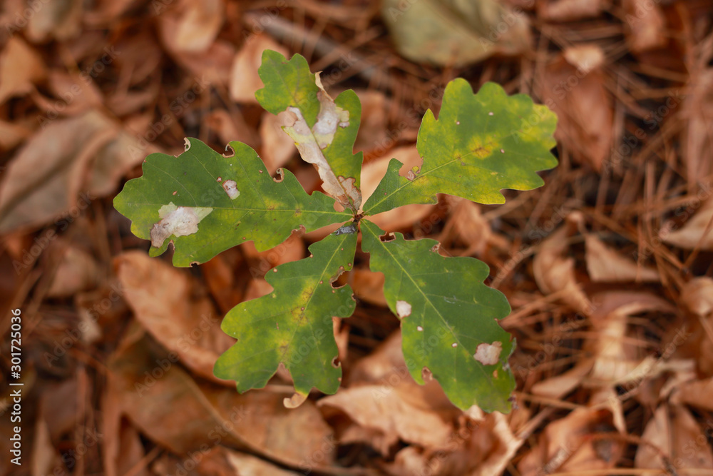 forest trees, the sprout of a young oak in the forest forest trees, the sprout of a young oak in the forest