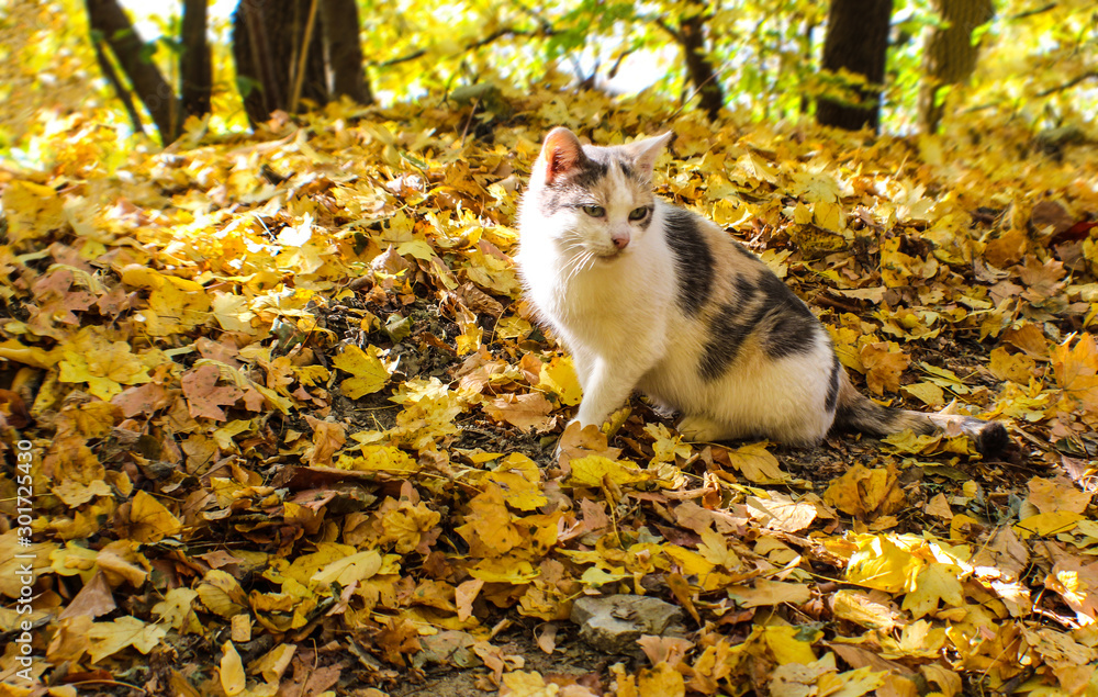 the cat sits outside among the yellowed fallen leaves