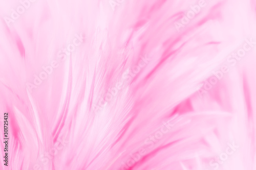 Beautiful abstract colorful white and purple feathers on dark background and soft white pink feather texture on white pattern