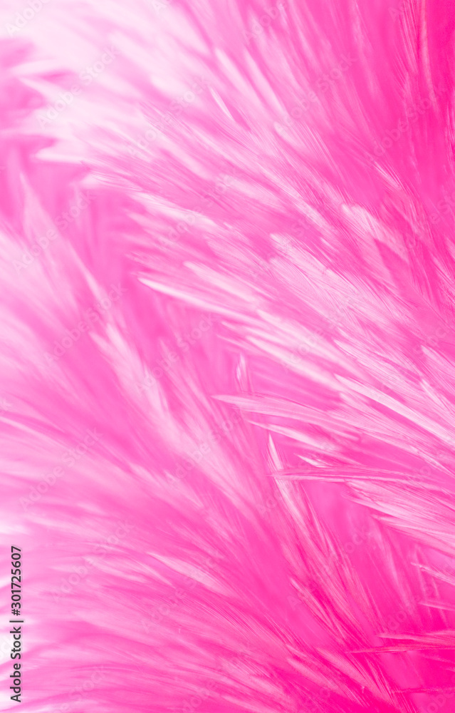 Fototapeta premium Beautiful abstract colorful white and purple feathers on dark background and soft white pink feather texture on white pattern