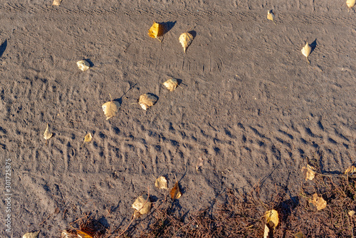 The imprint of the footprint of the tire of the car on dry ground with autumn leaves and grass. photo