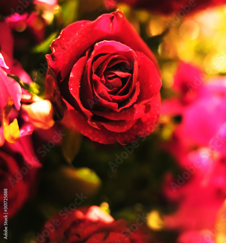 Red rose on colorful background