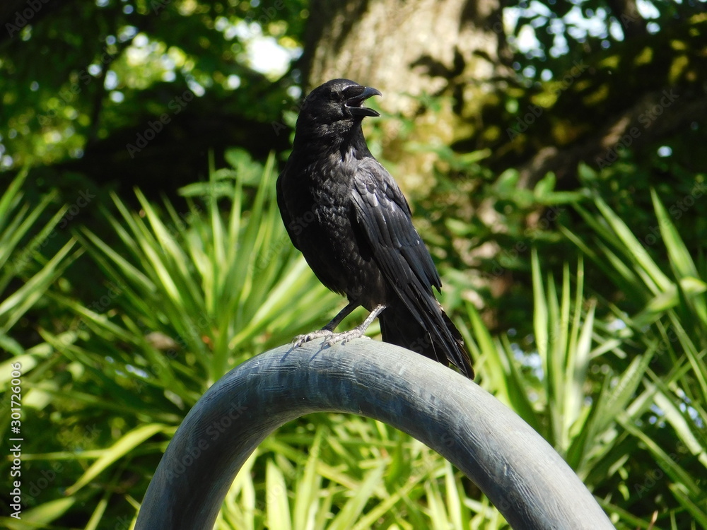 Fototapeta premium Krähe