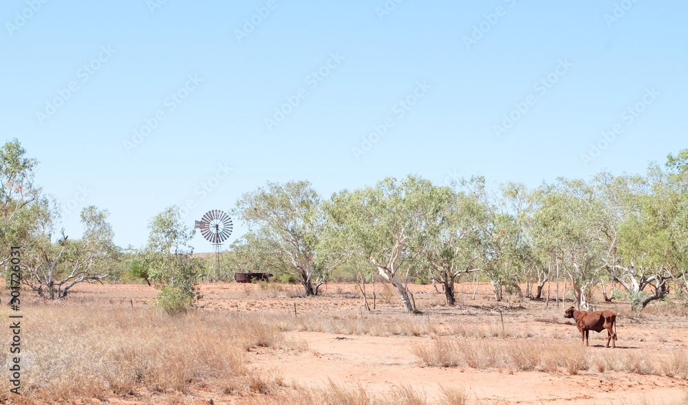 Thirsty cow in Central Australia