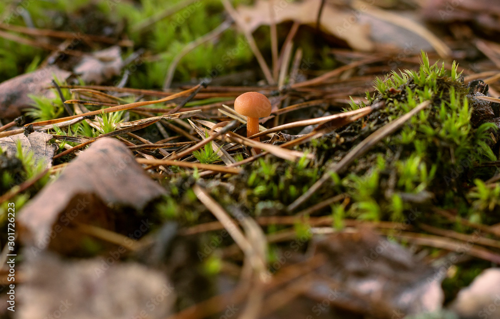 mushroom mushroom