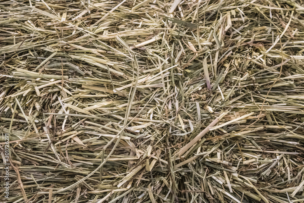 Hay background, dry grass texture, straw close-up, hay for animals texture - Image Hay background, dry grass texture, straw close-up, hay for animals texture - Image