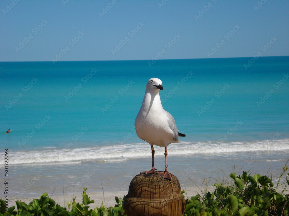 Junge Möwe am Strand mit unscharfem Hintergrund Junge Möwe am Strand mit unscharfem Hintergrund