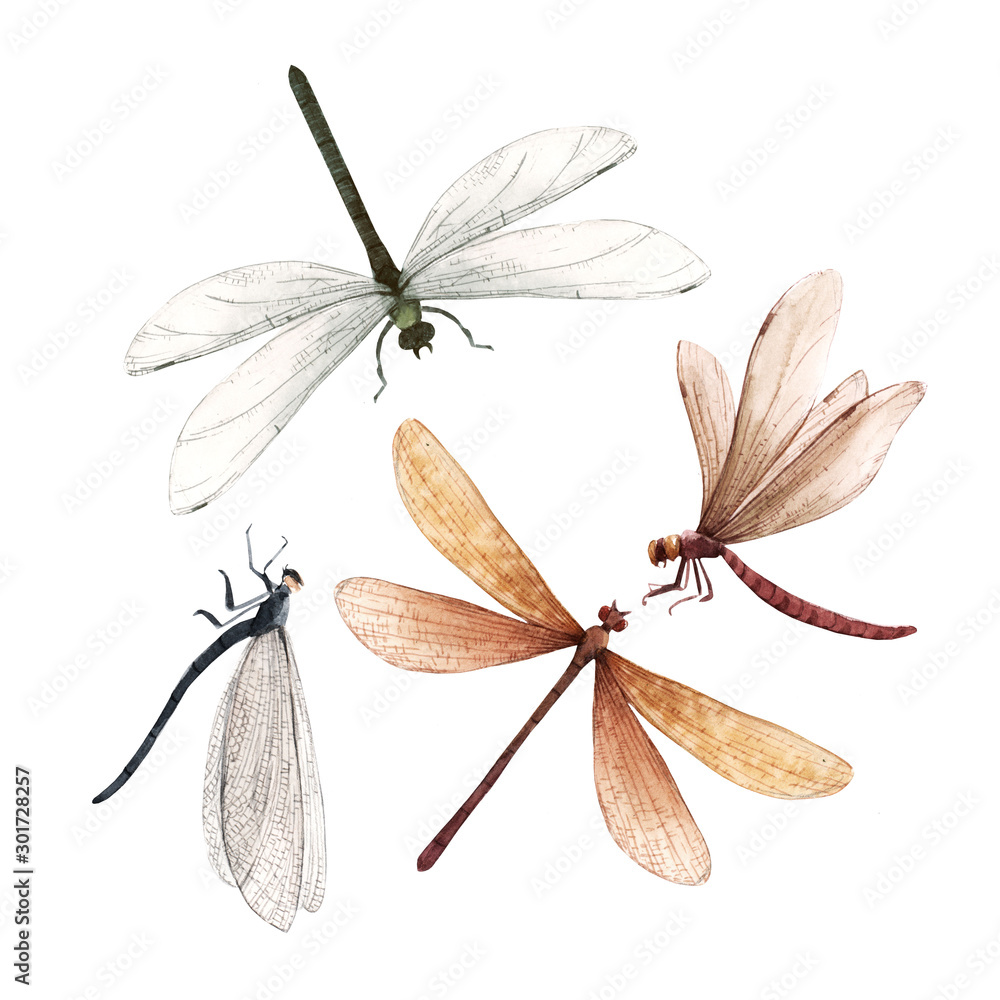 Watercolor summer dragonfly insect colourful illustrations set - obrazy, fototapety, plakaty 