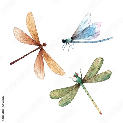 Watercolor summer dragonfly insect colourful illustrations set photo