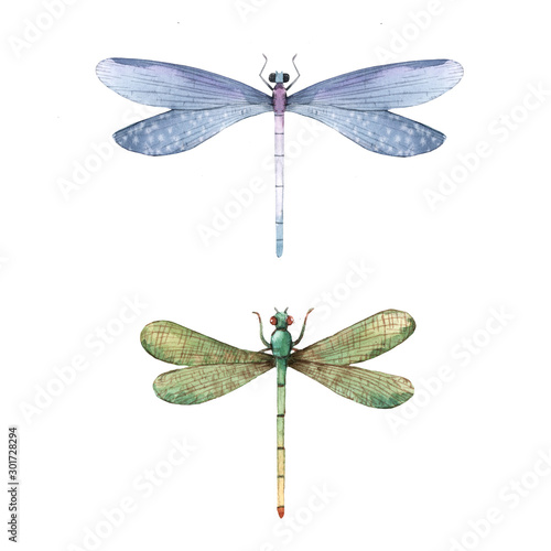 Watercolor summer dragonfly insect colourful illustrations set