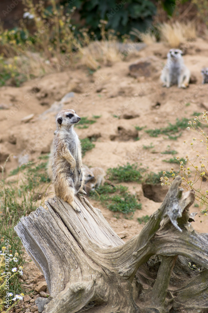 Beautiful meerkat holding a guard in sandy area, funny small african animal Beautiful meerkat holding a guard in sandy area, funny small african animal