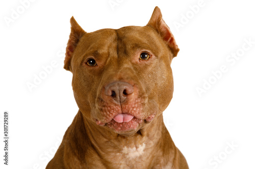 Portrait of an American Pit Bull Terrier dog over white
