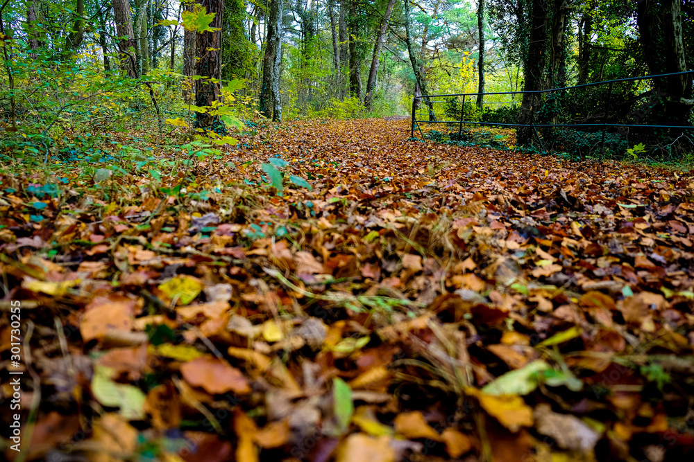 Herbstlaub Herbstlaub