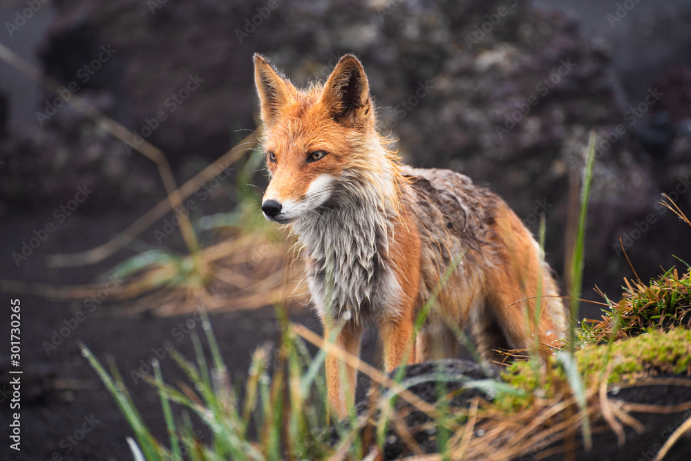 Red Fox at the edge of a forest/Red Fox/Red Fox (vulpes vulpes)