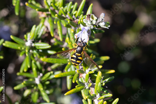 Intermedium chrysotoxum a Fly similar to wasp photo