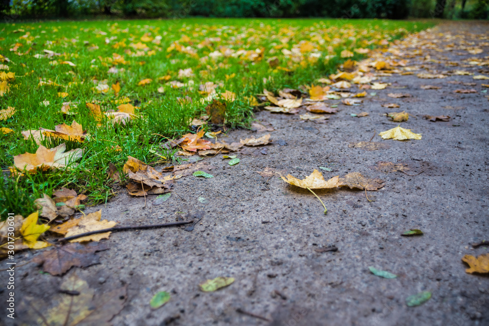 Fototapeta premium Colorful Leaves on pathway in autumn
