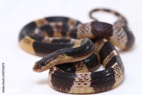 Foto Highly venomous, Malayan krait or blue krait (Bungarus candidus) isolated on whi