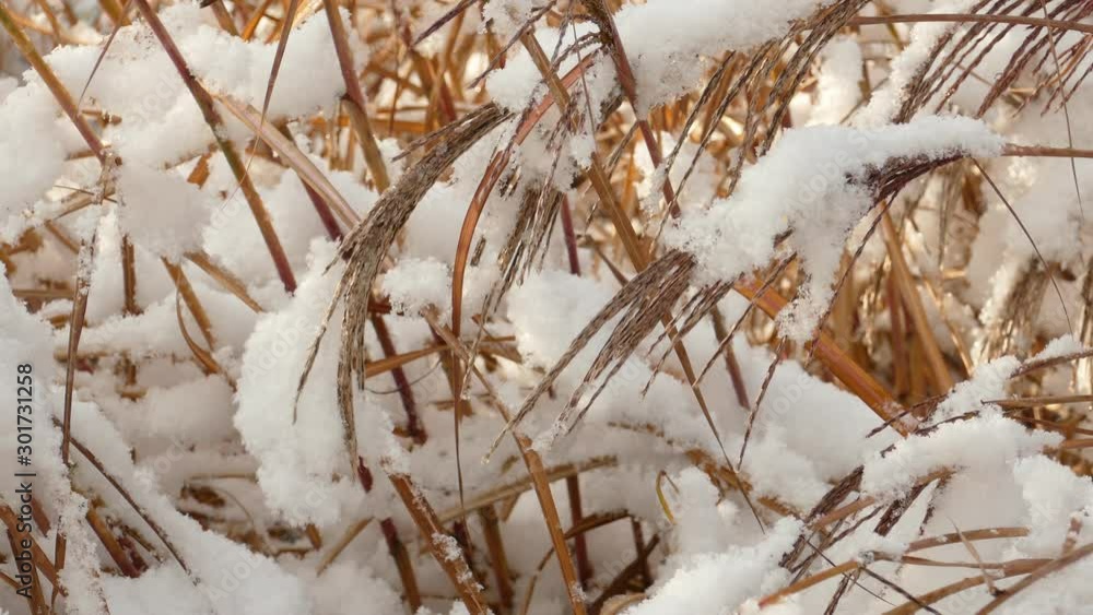 Slow melting first snow on dried blade grass in late autumn Slow melting first snow on dried blade grass in late autumn