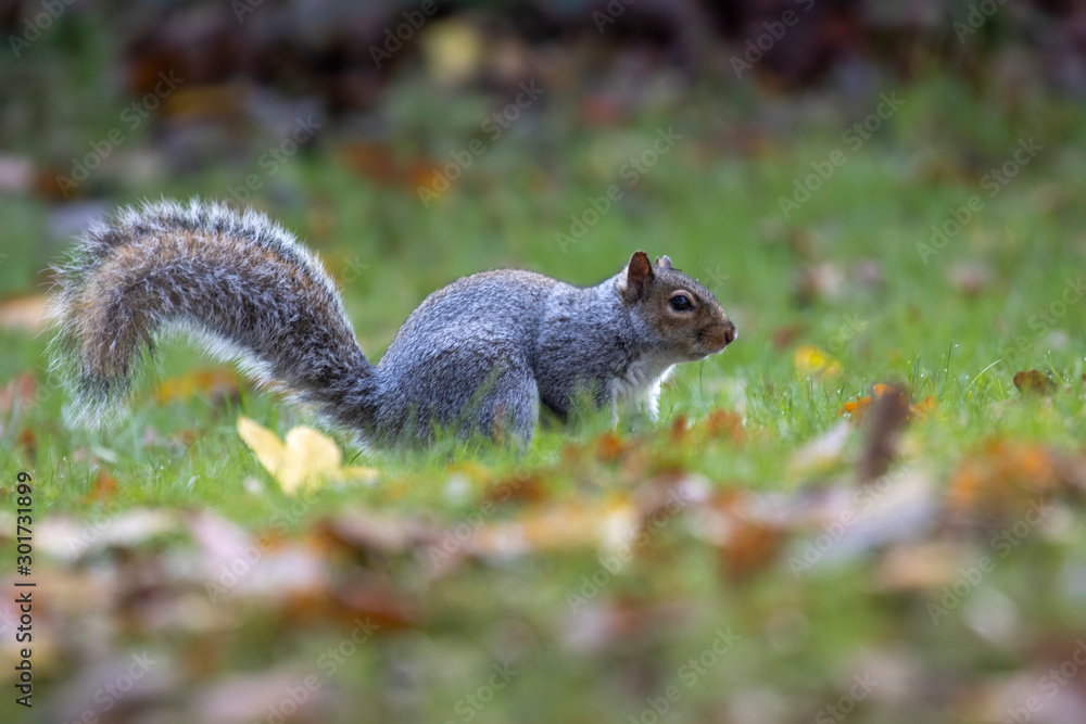 Grey squirrel, Sciurus carolinensis, close up portrait on ground and in trees searching/looking for food during autumn/winter in November. Grey squirrel, Sciurus carolinensis, close up portrait on ground and in trees searching/looking for food during autumn/winter in November.