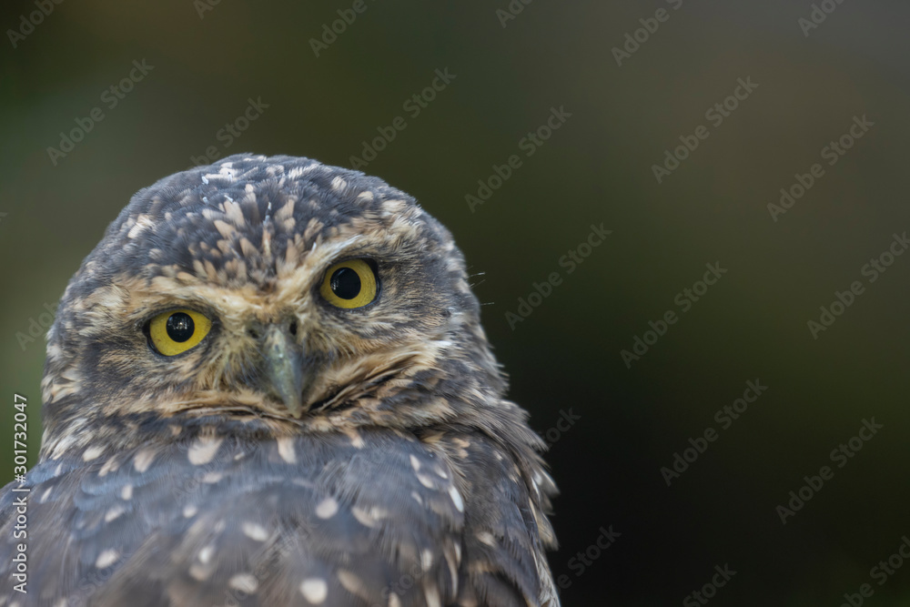 Burrowing owl, Athene cunicularia, close up portrait of eyes and head during autumn in November.