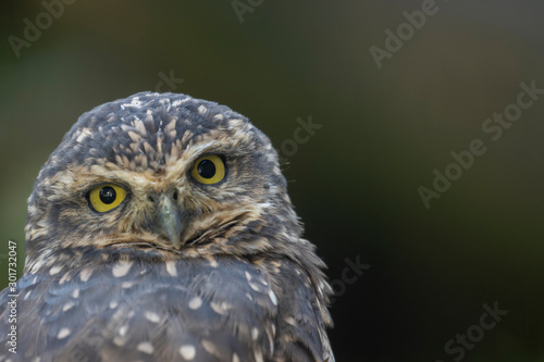 Burrowing owl, Athene cunicularia, close up portrait of eyes and head during autumn in November.