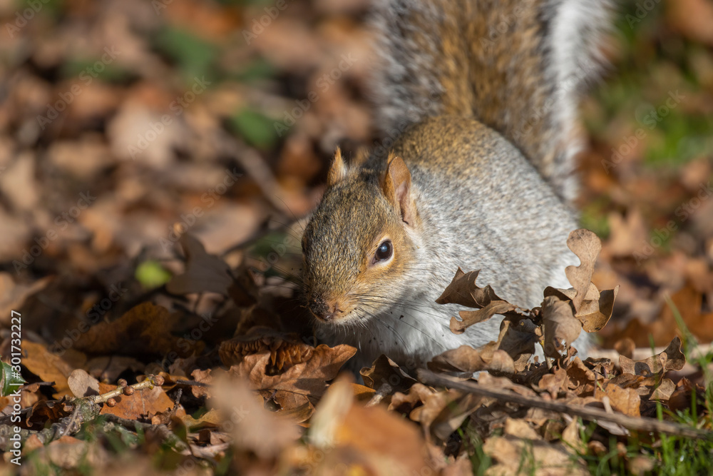 Grey squirrel, Sciurus carolinensis, close up portrait on ground searching/looking for food during autumn/winter in November. Grey squirrel, Sciurus carolinensis, close up portrait on ground searching/looking for food during autumn/winter in November.