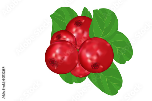 Lingonberry on isolated white background. Wild cranberries icon, sign. Ripe wild lingonberries. Bunch of fresh sweet forest berry ripe on branch for jam dessert, fresh juice. smoothie label. 3d vector